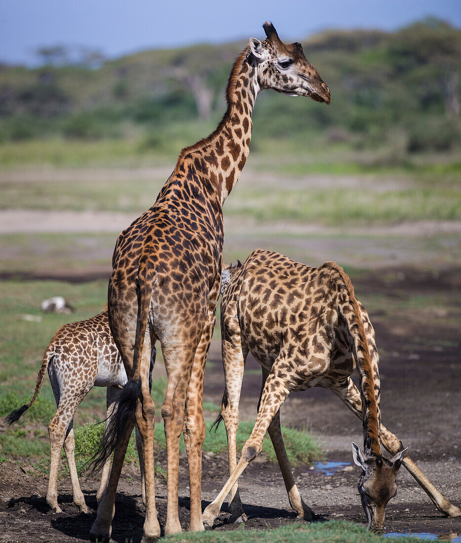 Africa. Tanzania. Masai giraffes (Giraffa tippelskirchi) at Ndutu, Serengeti National Park.