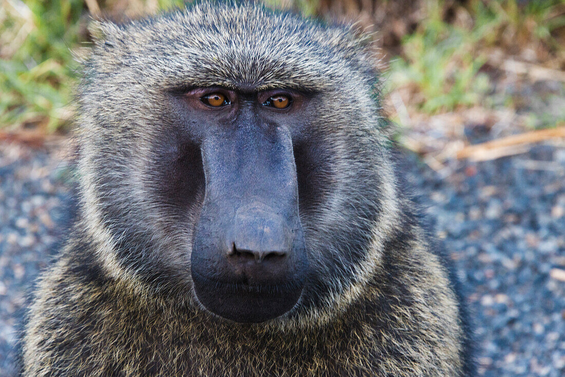 Baboon in Abijatta-Shalla Lakes National Park, Ethiopia