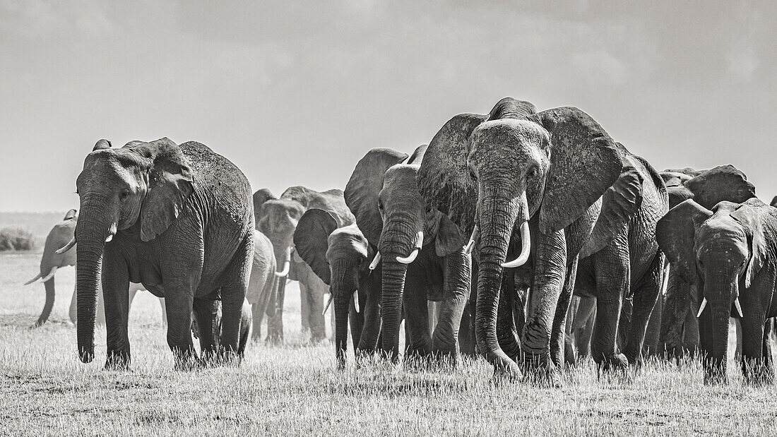 Afrika, Afrikanischer Elefant, Amboseli National Park. Panoramablick auf eine laufende Elefantenherde