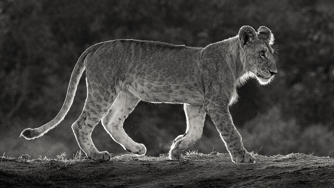 Afrika, Kenia, Maasai Mara Nationalreservat. Beleuchtete Nahaufnahme eines jungen Löwen