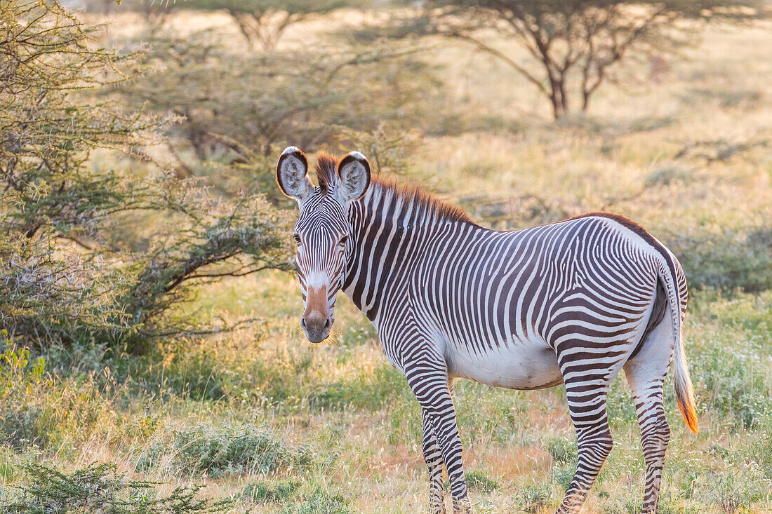 Afrika, Kenia, Samburu National Game Reserve und Park, Grevy's Zebra (Equus Grevyi).