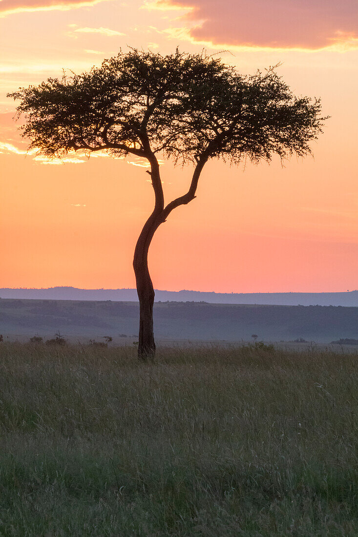 Afrika, Kenia, Masai Mara Nationalreservat. Sonnenuntergang über einem Baum.