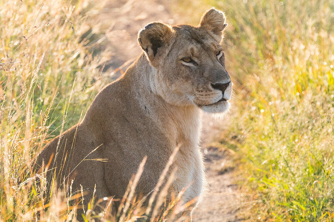 Kenia, Masai Mara Nationalreservat. Afrikanischer Löwe (Panthera Leo) weiblich.