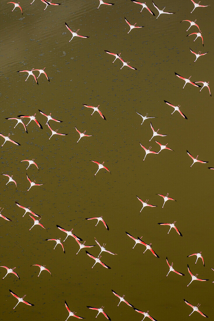 Africa, Kenya, Magadi, Aerial view of Lesser Flamingos (Phoenicoparrus minor) flying along shore of Lake Magadi