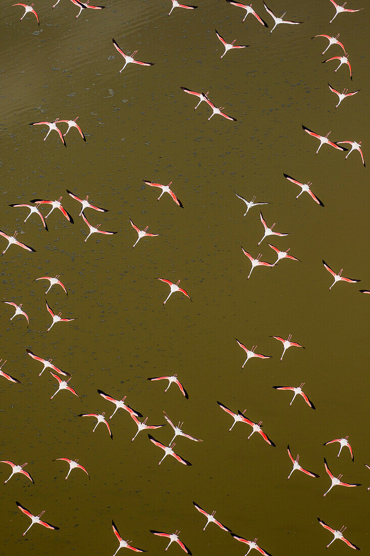 Afrika, Kenia, Magadi, Luftaufnahme von Zwergflamingos (Phoenicoparrus minor) beim Flug entlang des Ufers des Magadi-Sees