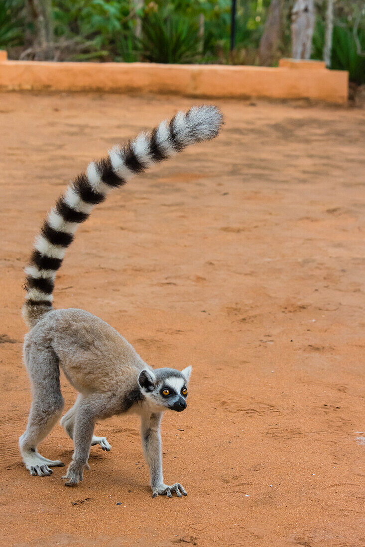 Madagaskar, Berenty, Berenty-Reservat. Ringschwanzlemur beim Spaziergang.