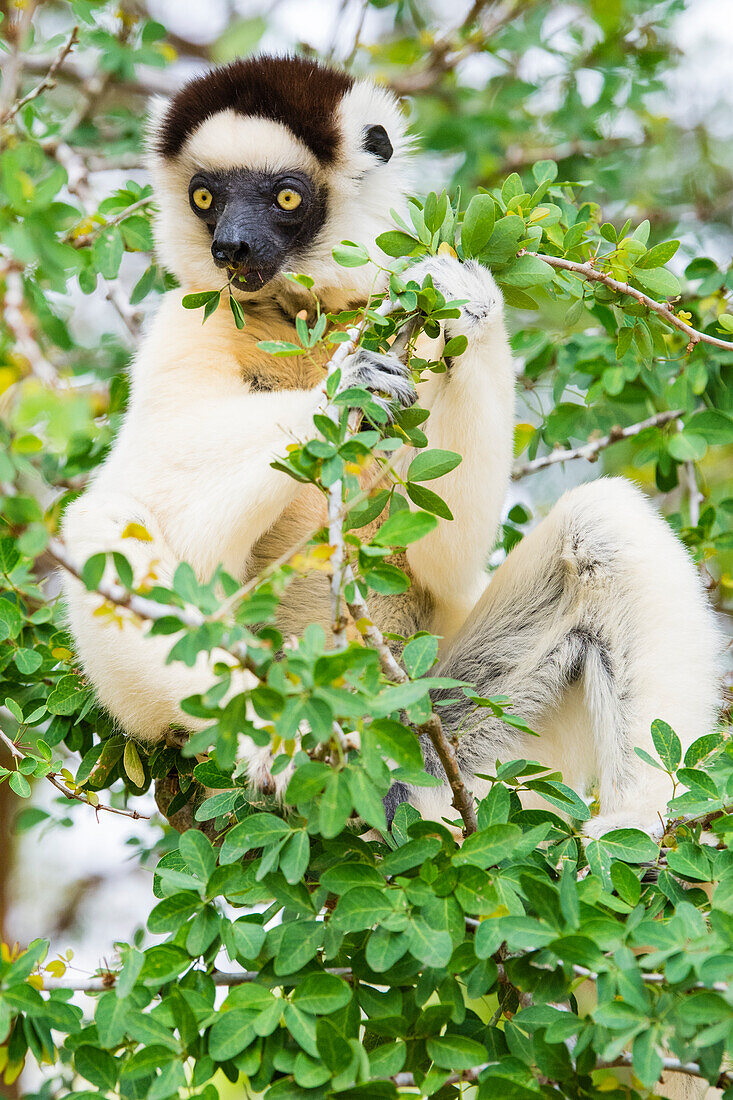 Madagascar, Berenty, Berenty Reserve. Verreaux's sifaka eating leaves in a tree.