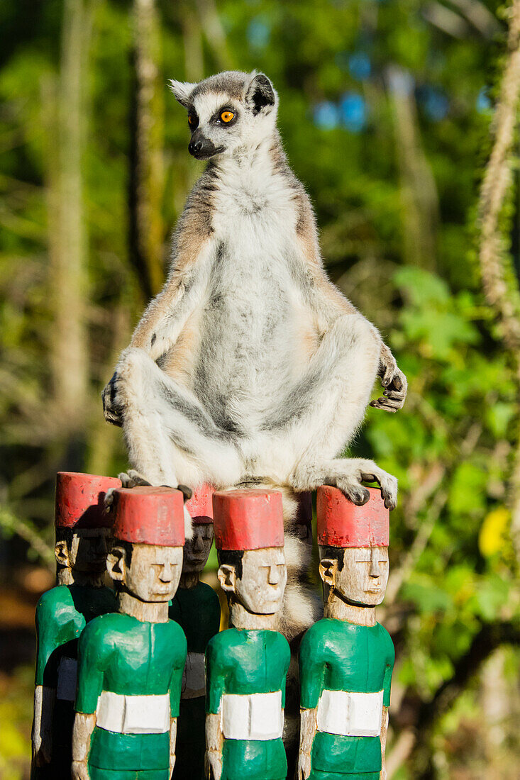 Madagaskar, Berenty, Berenty-Reservat. Ringschwanzlemur wärmt sich in der Morgensonne.