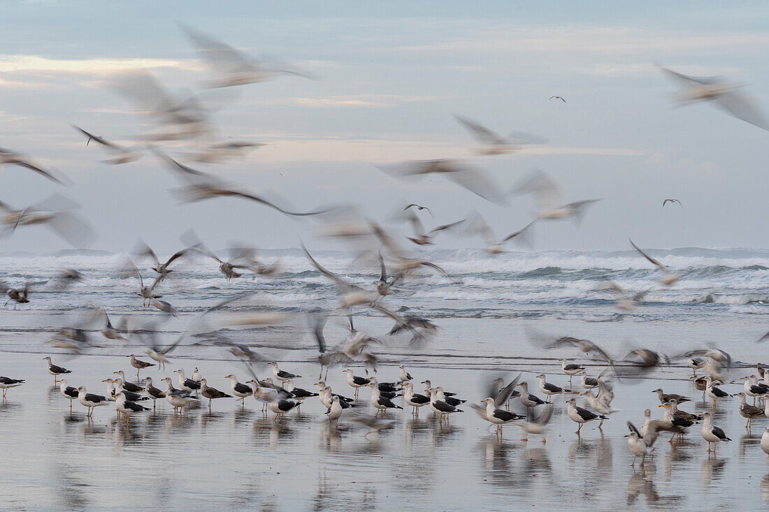 Africa, Morocco, Casablanca. Flurry of seagulls on ocean shore