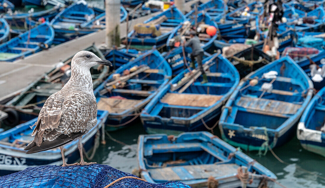 Afrika, Marokko, Essaouira. Nahaufnahme von Möwe und vertäuten Booten