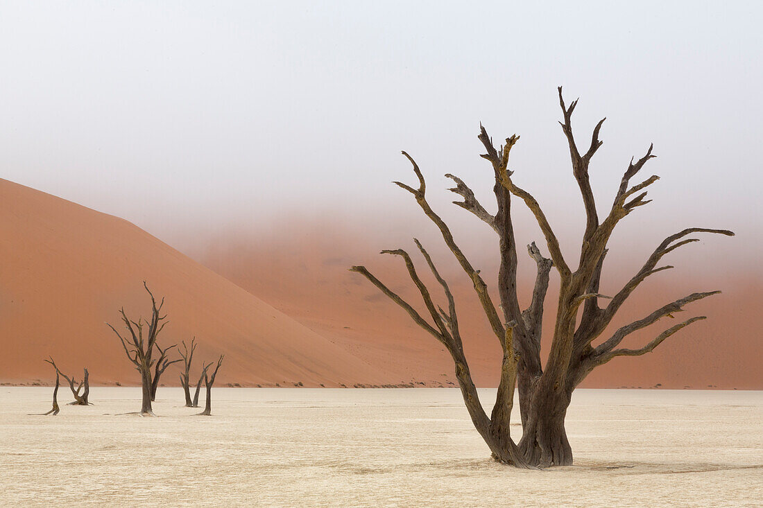 Afrika, Namibia, Namib-Naukluft Park, Deadvlei. Tote Kameldornbäume im Nebel