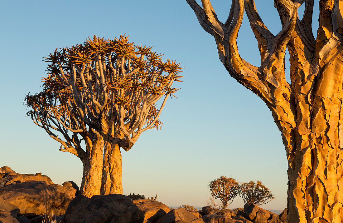 Afrika, Namibia, Keetmanshoop. Köcherbaum Waldlandschaft