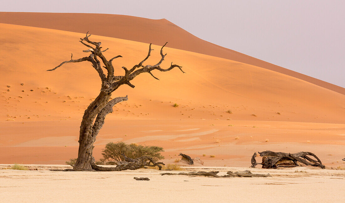Africa, Namibia, Namib-Naukluft Park, Deadvlei. Dead tree and sand dunes