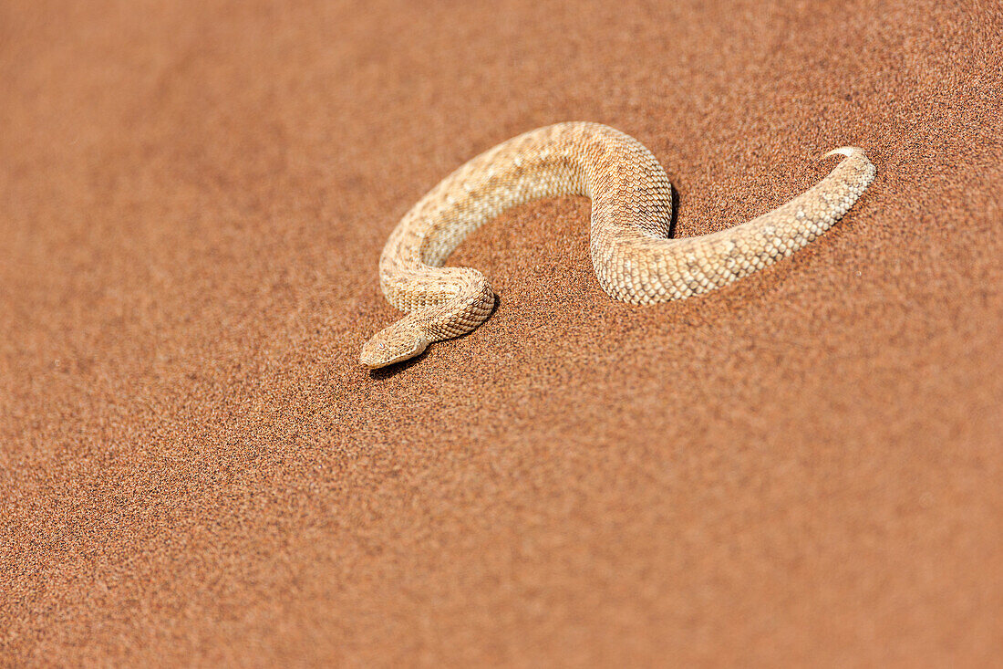 Africa, Namibia, Swakopmund, Peringuey's Desert Adder, Bitis Peringuey. Sidewinder moving on the desert sand.