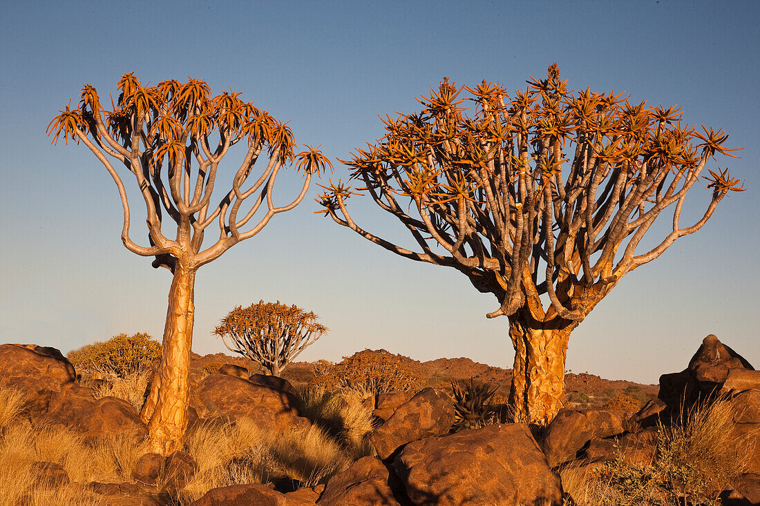 Afrika, Namibia, Keetmanshoop, Köcherbaumwald, (Aloe dichotoma), Kokerboom. Köcherbäume inmitten von Felsen und Gras.