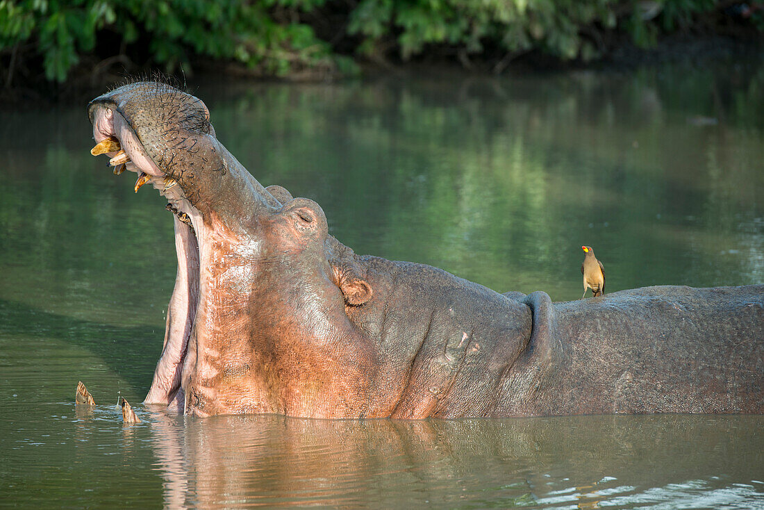 Afrika, Sambia, Süd-Luangwa-Nationalpark. Flusspferd in einem Tümpel mit offenem Maul (Hippopotamus amphibius). Gelbschnabel-Madenhacker (Buphagus africanus).