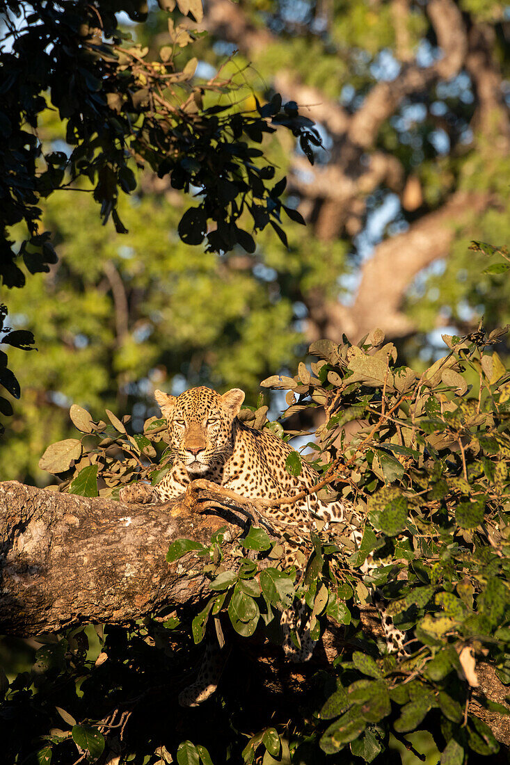 Afrika, Sambia, Süd-Luangwa-Nationalpark. Männlicher Afrikanischer Leopard (Panthera pardus) in einem Baum.