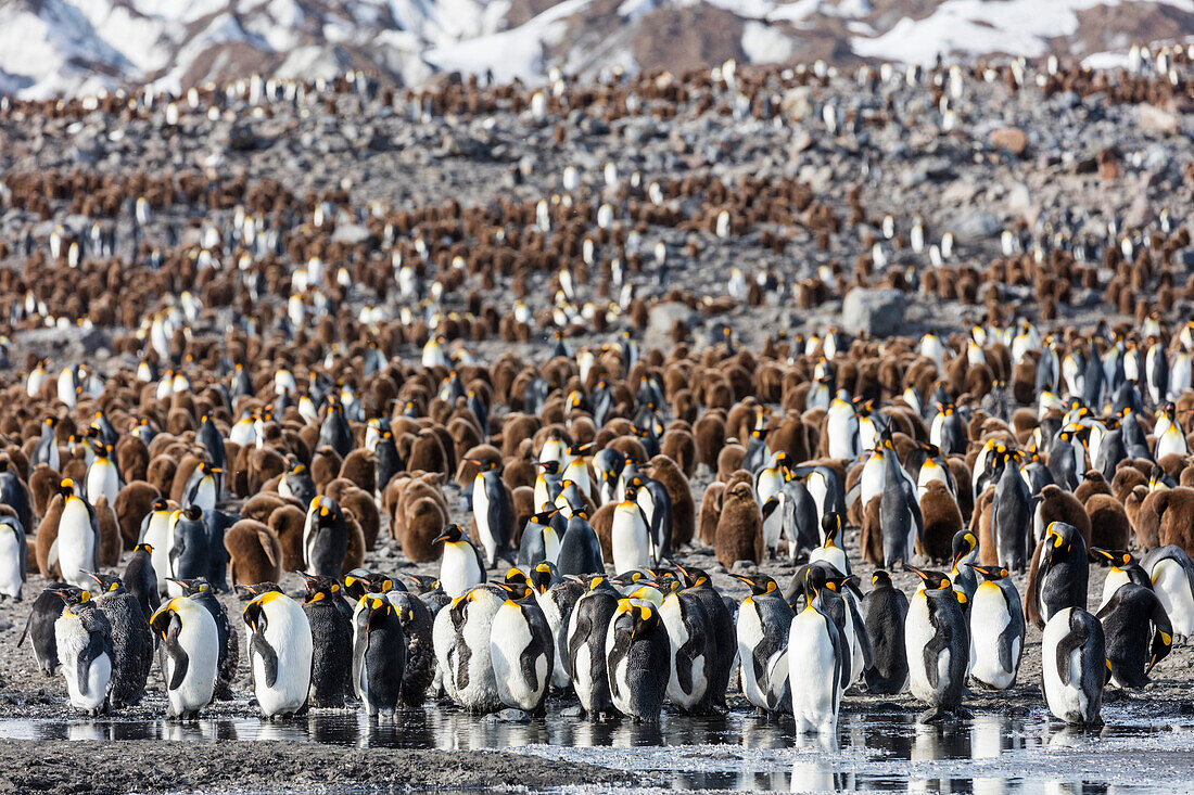 South Georgia Island, St. Andrew's Bay. Overview of king penguins colony