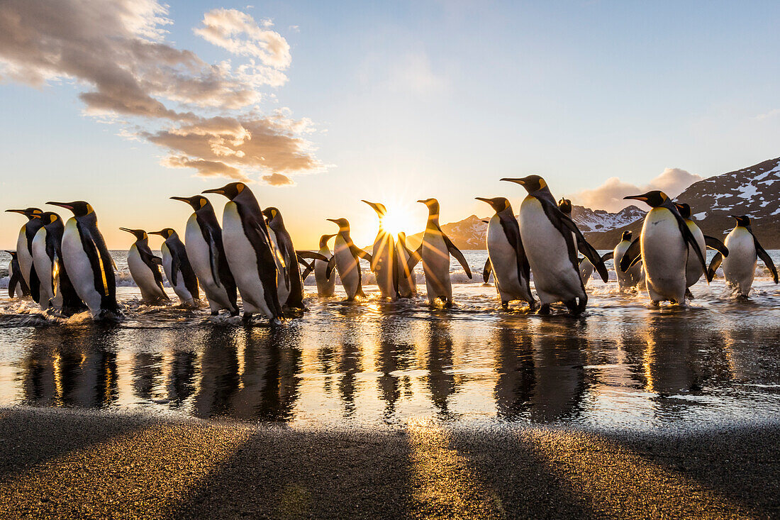 Südgeorgien Insel, St. Andrew's Bay. Königspinguine am Strand bei Sonnenaufgang