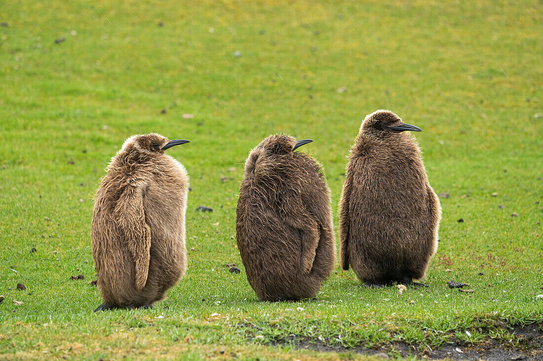 Falklandinseln, Saunders Island. Nahaufnahme von Königspinguinküken oder Eichenjungen