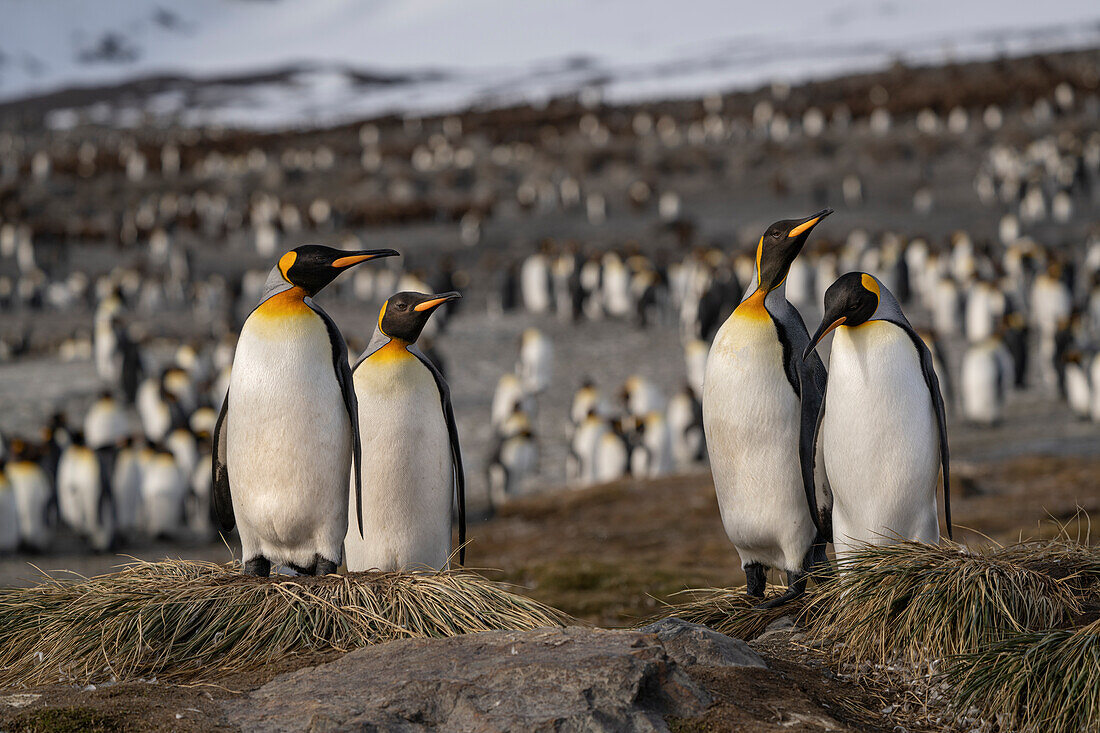 Antarctica, South Georgia Island, St. Andrews Bay. King penguins at their nests