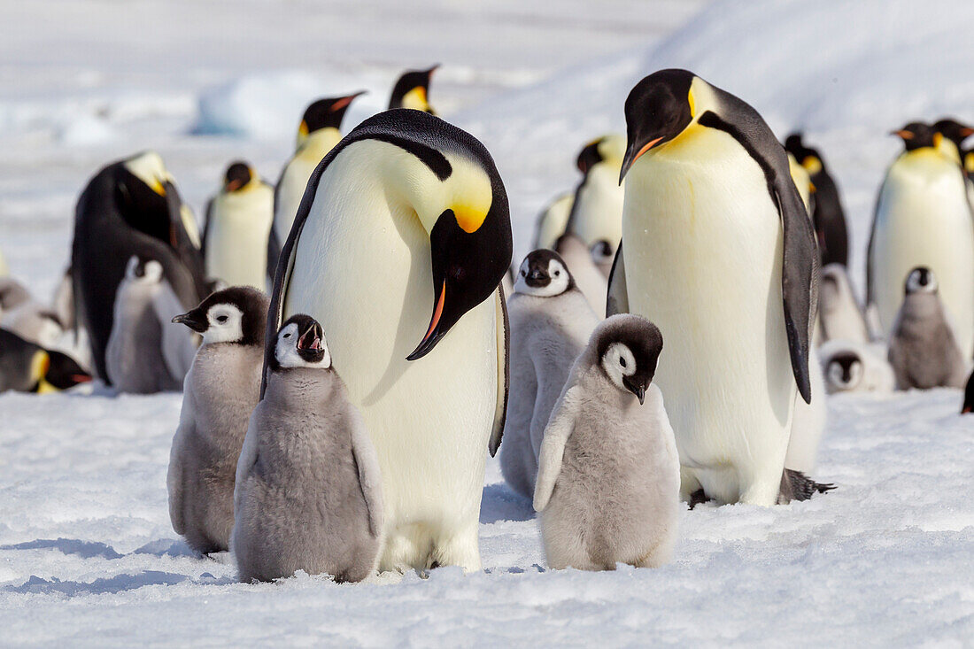 Antarktis, Schneehügel. Kaiserpinguinküken stehen in der Nähe eines erwachsenen Tieres, in der Hoffnung, gefüttert zu werden.