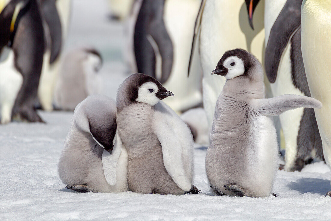 Antarktis, Snow Hill. Eine Gruppe von Kaiserpinguinküken steht zusammen und wartet auf die Rückkehr ihrer Eltern aus dem Meer.