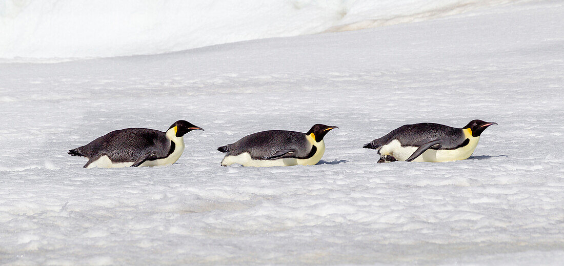 Antarktis, Schneehügel. Drei erwachsene Kaiserpinguine kehren auf ihren Bäuchen zur Kolonie zurück, um Energie zu sparen.