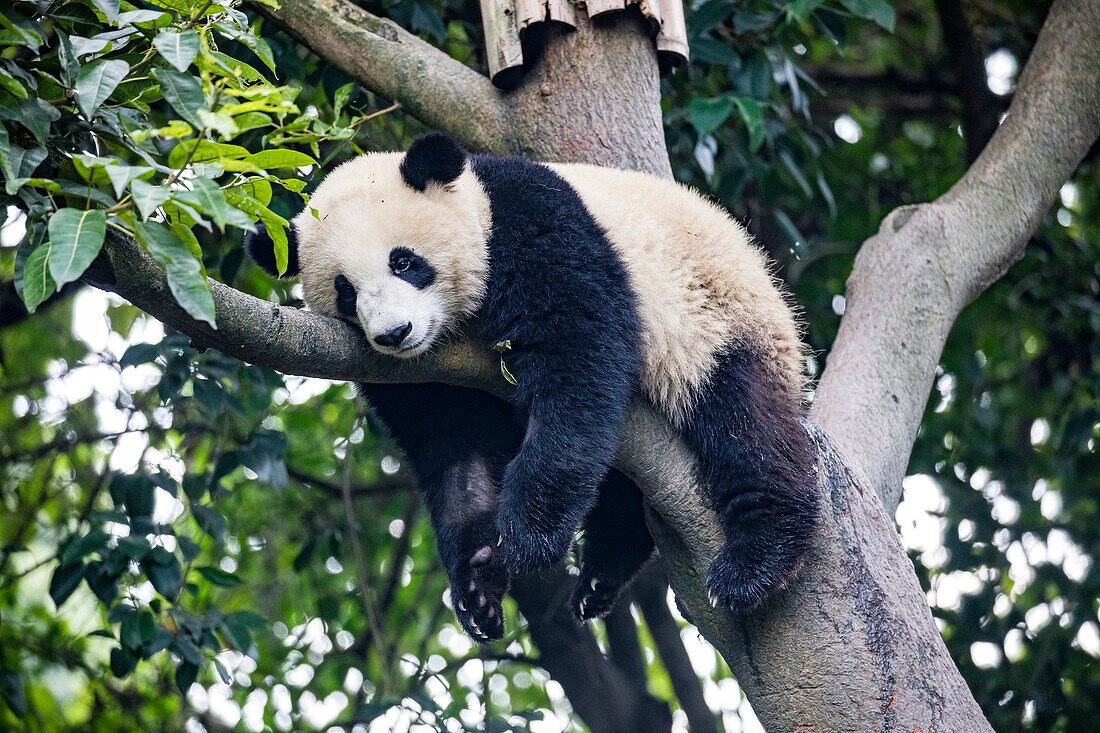 Asia, China, Sichuan Province, Cheng Du, Giant Panda