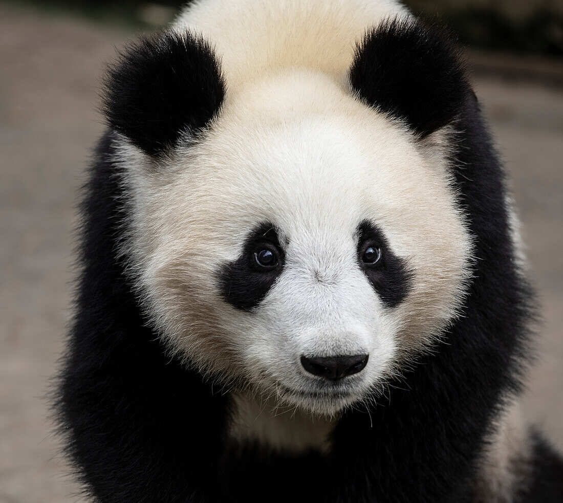 Asien, China, Provinz Sichuan, Stadt Berg Qincheng, Großer Panda