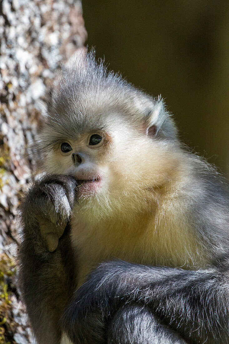 Asia, China, Tacheng, Yunnan Black Snub-Nosed Monkey