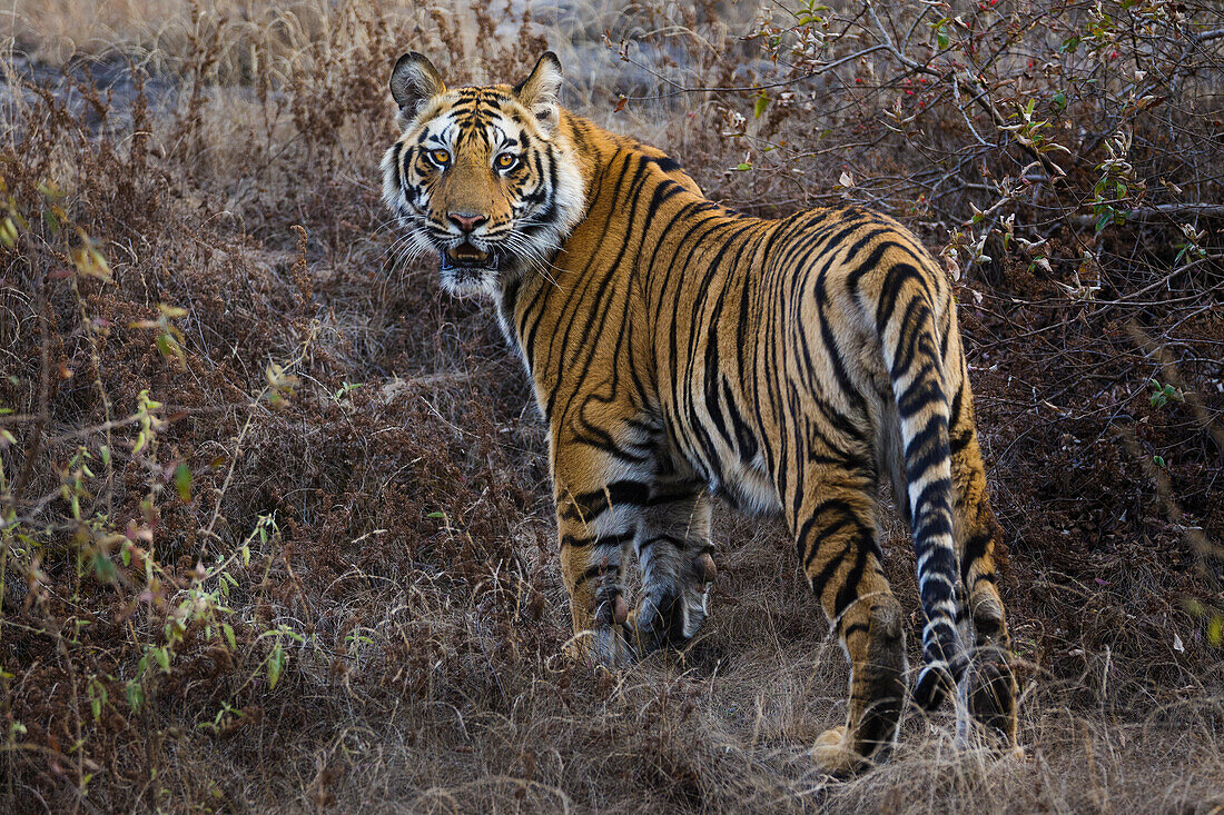 Tiger, Bandhavgarh-Nationalpark, Indien