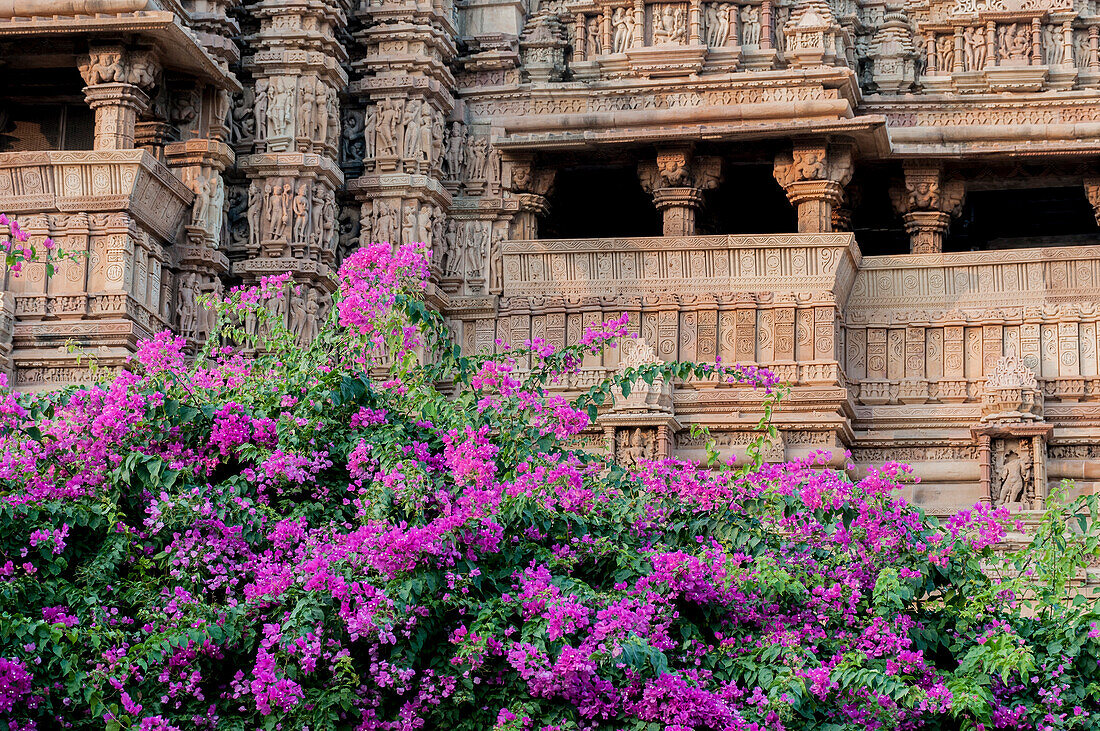 Indien, Khajuraho, Madhya Pradesh Staatlicher Tempel von Kandariya mit Büschen von Bougainvillea-Blumen im Vordergrund