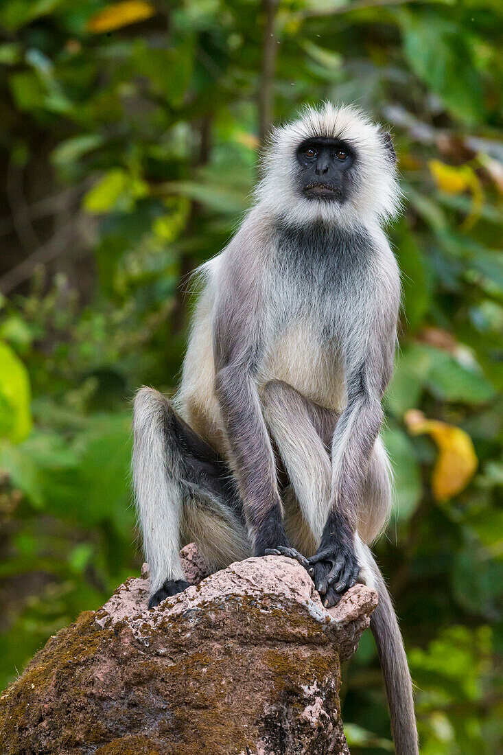 Indien. Grauer Langur, Hanuman Langur (Semnopithecus entellus) im Kanha Tiger Reserve