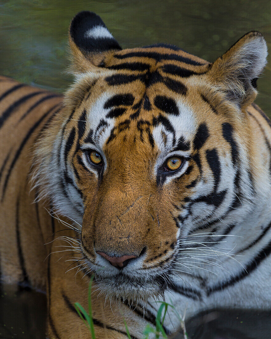 India. Male Bengal tiger (Pantera Tigris Tigris) enjoys the cool of a water hole at Kanha Tiger Reserve.