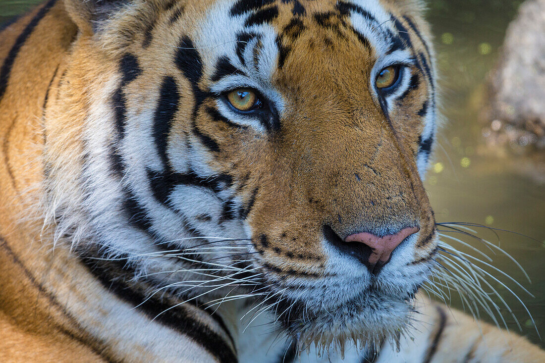Indien. Ein männlicher bengalischer Tiger (Pantera Tigris Tigris) genießt die Kühle eines Wasserlochs im Kanha-Tigerreservat.