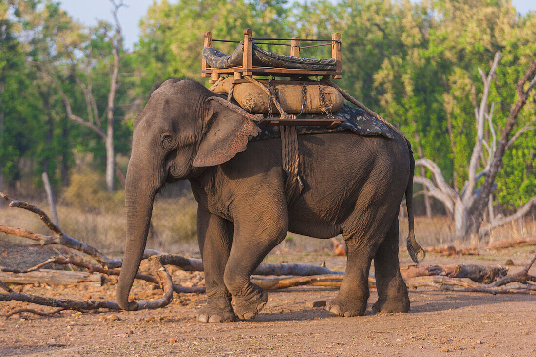 Indien. Asiatischer Elefant (Elephas maximus), der im Bandhavgarh Tiger Reserve für den Safaritourismus genutzt wird.