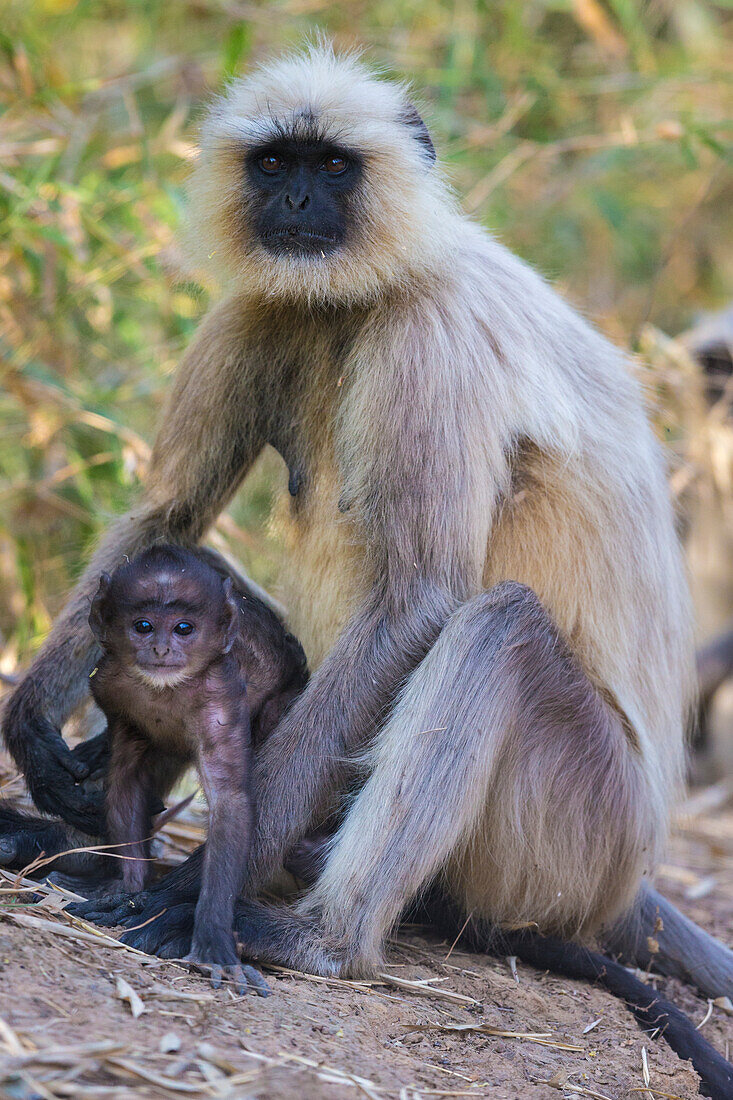 India. Grey langur, Hanuman langur (Semnopithecus entellus) at Bandhavgarh Tiger Reserve