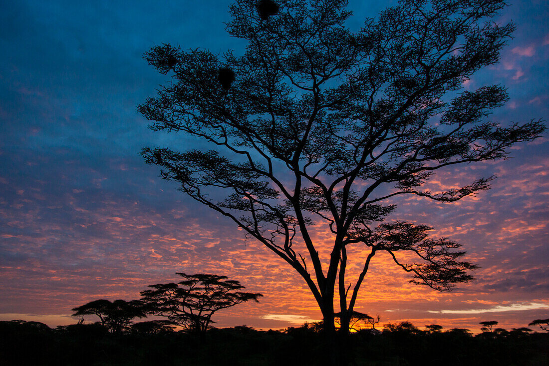 Africa. Tanzania. Morning sunrise at Ndutu, Serengeti National Park.