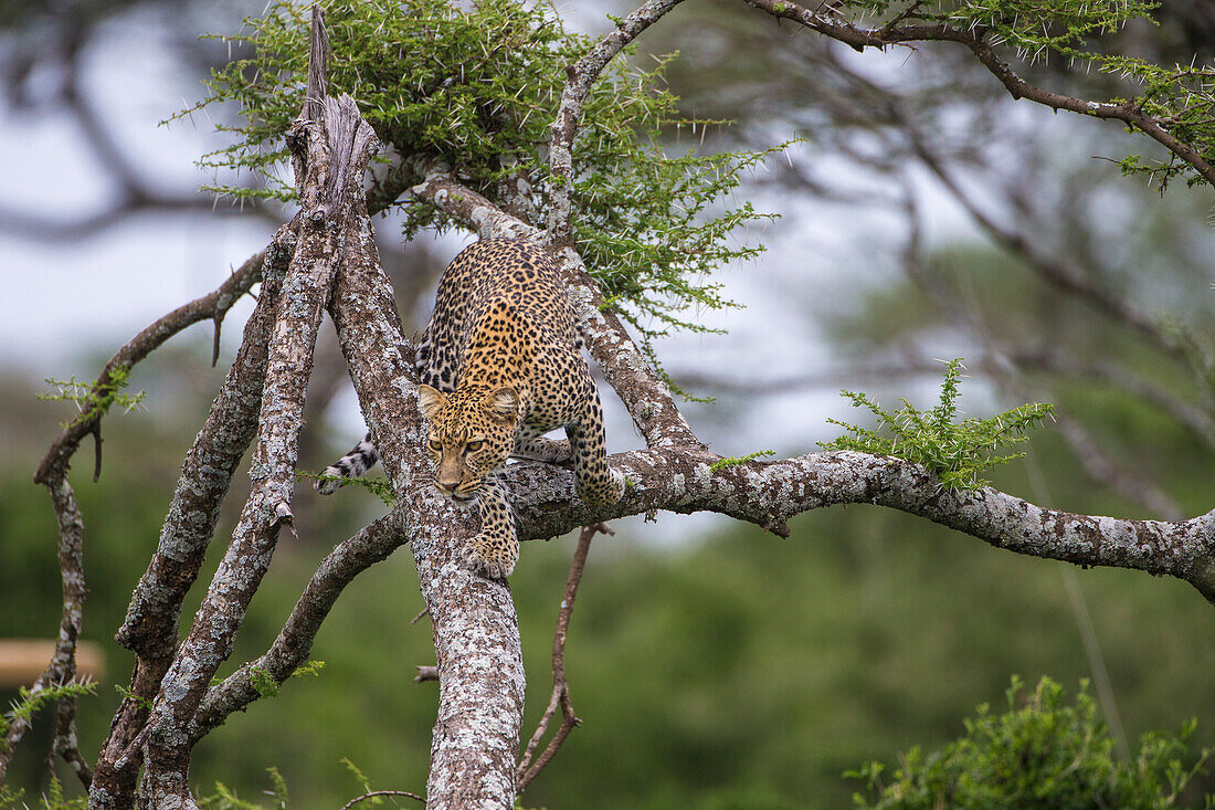 Africa. Tanzania. African leopard (Panthera pardus) descending a tree, Serengeti National Park.