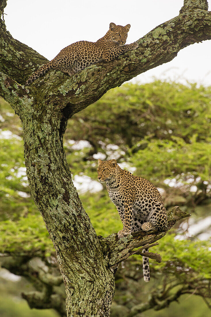 Africa. Tanzania. African leopard (Panthera pardus) mother and cub in a tree, Serengeti National Park.