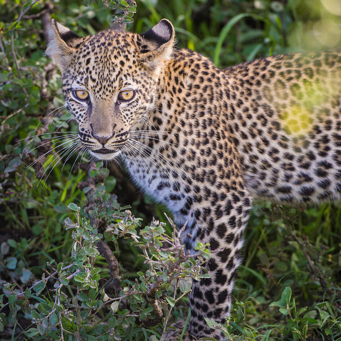 Afrika. Tansania. Afrikanischer Leopard (Panthera pardus) auf der Pirsch nach Beute, Serengeti-Nationalpark.