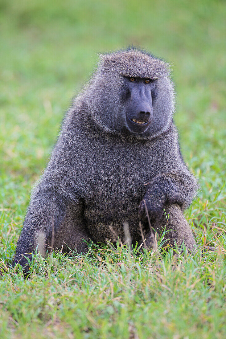 Africa. Tanzania. Olive baboon (Papio Anubis) male at Arusha National Park.