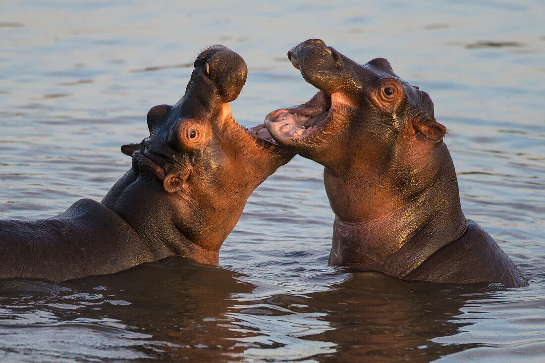 Afrika. Tansania. Nilpferd (Hippopotamus amphibius), Serengeti-Nationalpark.