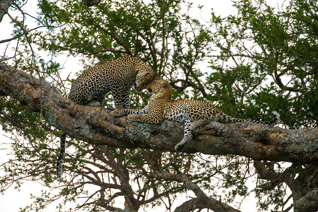 Afrika. Tansania. Afrikanische Leoparden (Panthera pardus) in einem Baum, Serengeti National Park.