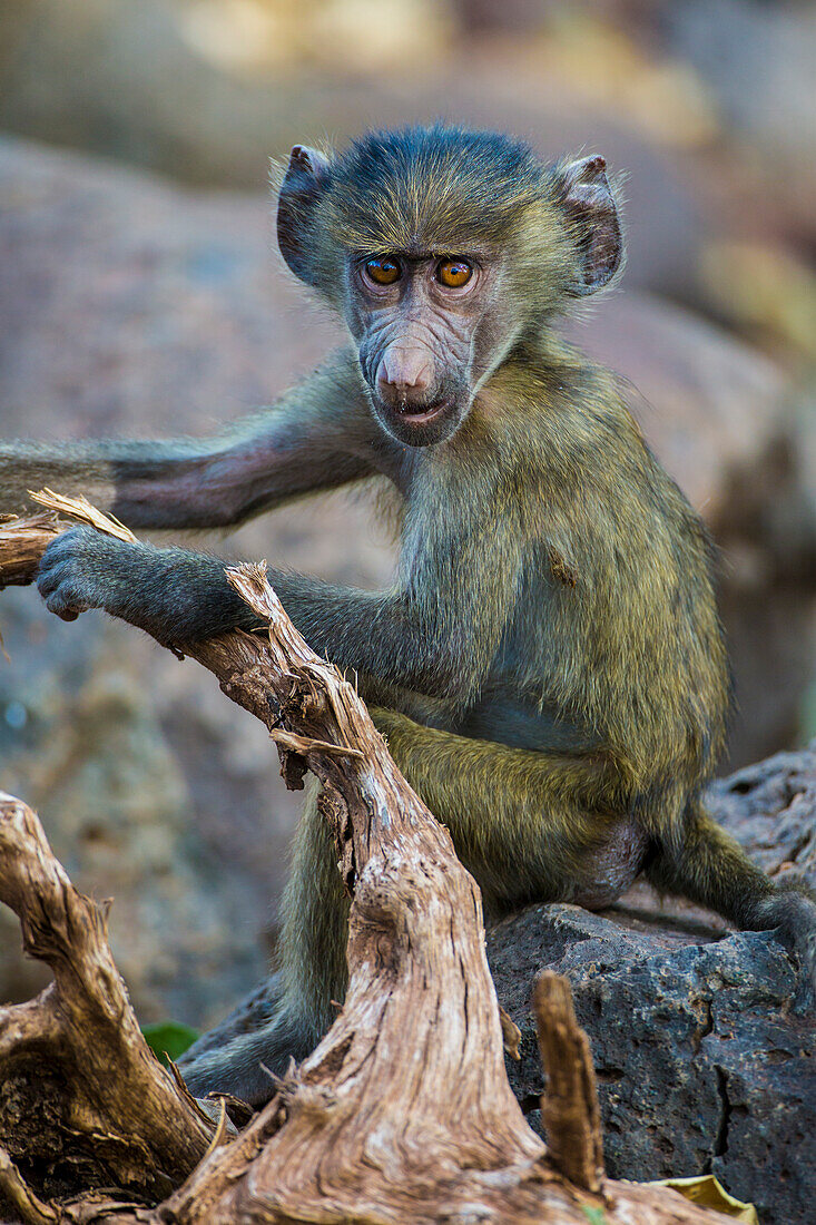 Afrika. Tansania. Gelbbauchpavian (Papio cynocephalus), Jungtier im Serengeti-Nationalpark.