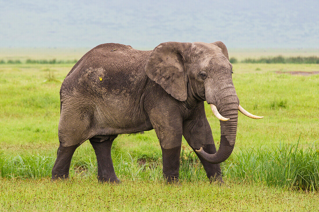 Africa. Tanzania. African elephant (Loxodonta Africana) at the crater in the Ngorongoro Conservation Area.