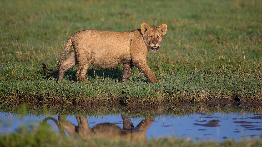 Africa. Tanzania. African lion (Panthera Leo) at Ndutu, Serengeti National Park.