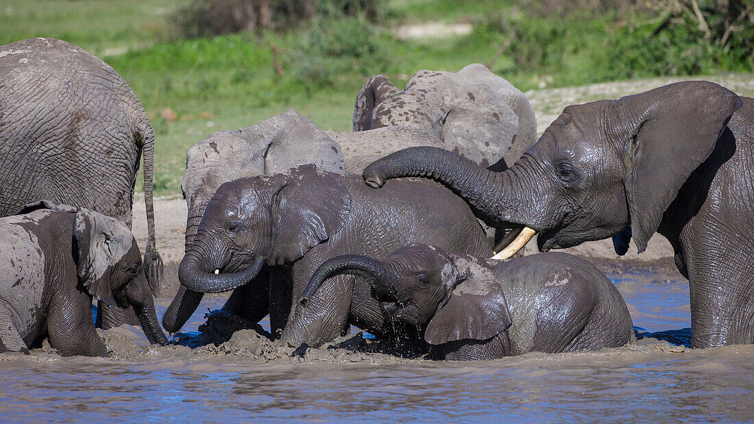 Africa. Tanzania. African elephants (Loxodonta Africana) bathing at Ndutu, Serengeti National Park.