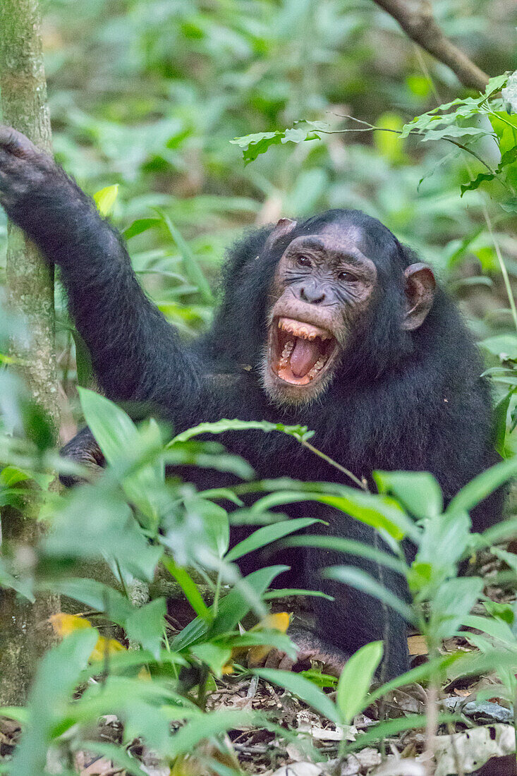 Africa, Uganda, Kibale Forest National Park. Chimpanzee (Pan troglodytes) in forest. Vocalizing.